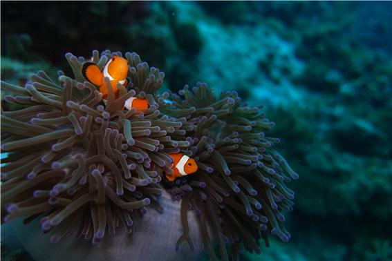 서경대학교 스쿠버 동아리 SST 7.jpg