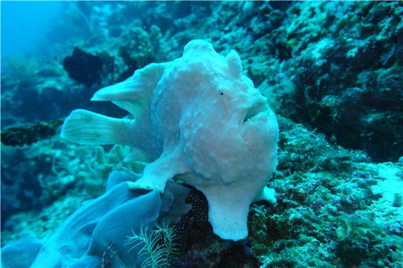 서경대학교 스쿠버 동아리 SST 8.jpg